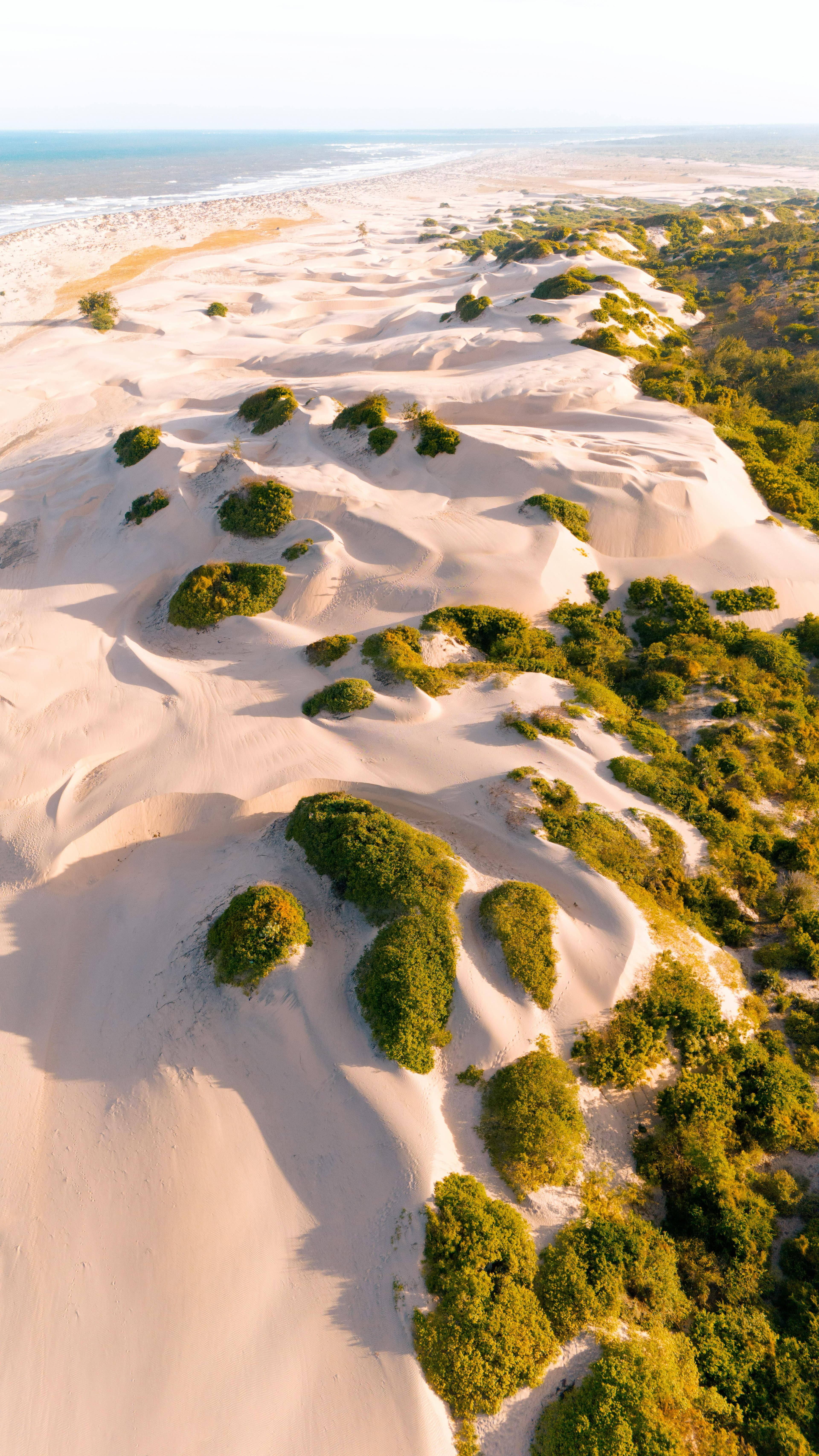 Comporta coastline with rice paddies and pine forests, Alentejo Portugal