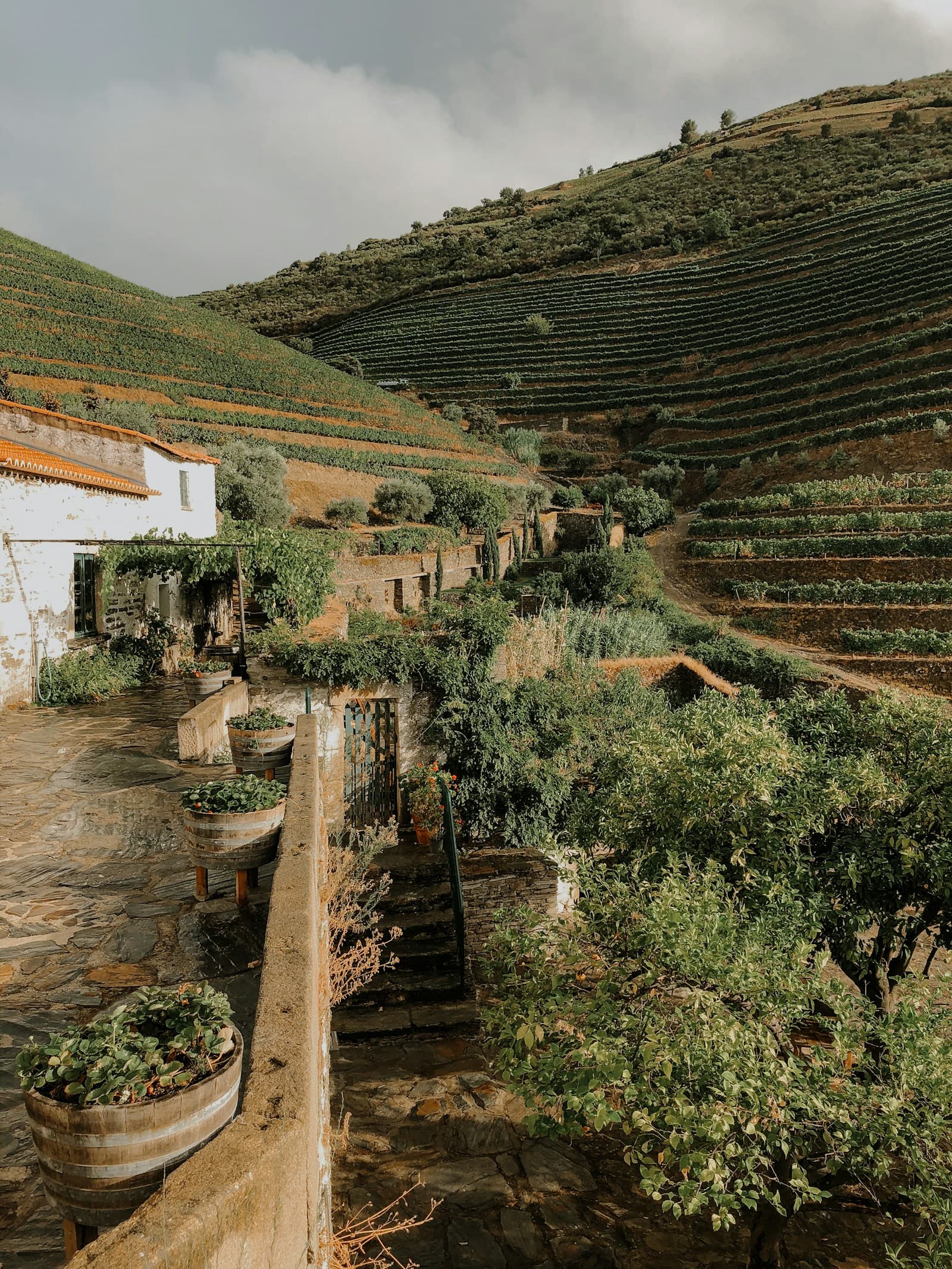 Terraced vineyards along the Douro River, northern Portugal